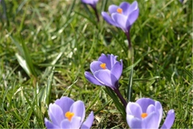 crocus 